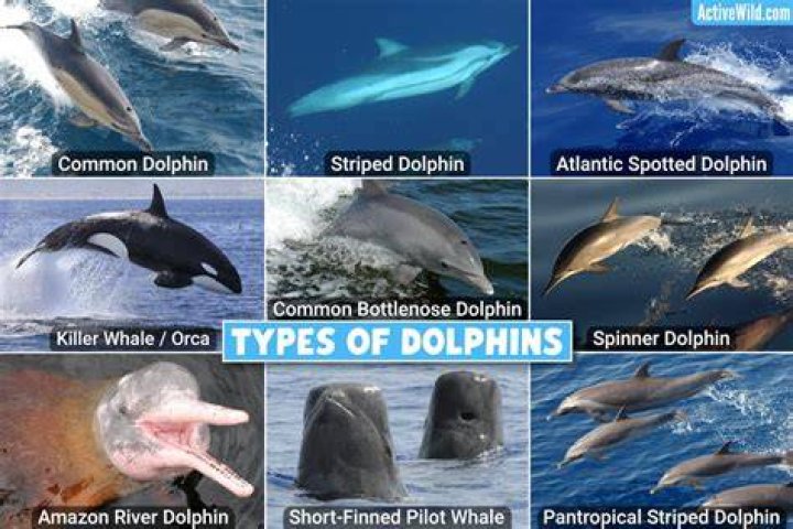 Dolphin’s Girlfriend: Who is Dolphin Dating?