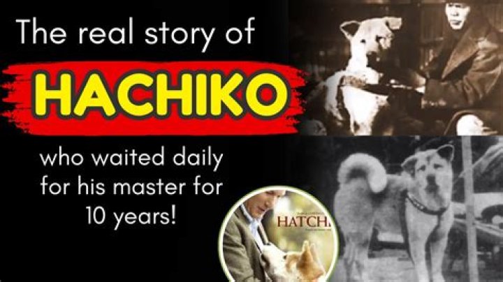 Hachi’s Boyfriend: Who is Hachi Dating?