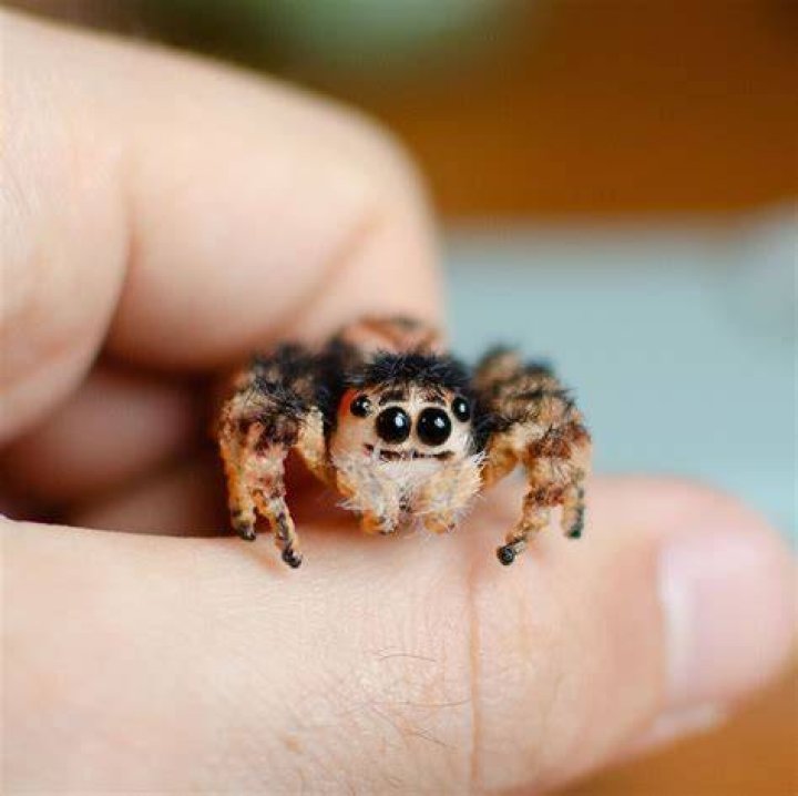 JumpingSpider’s Boyfriend: Who is JumpingSpider Dating?
